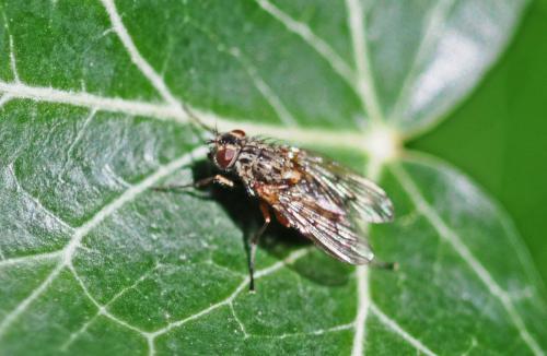 Phaonia tuguriorum